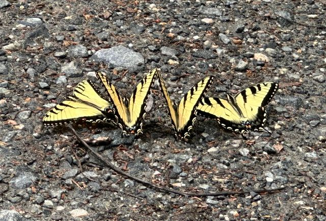 Cynthia Procopio, Butterfly Buddies
